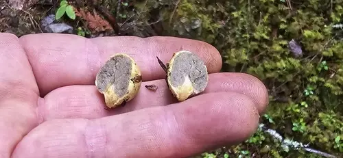 Truncocolumella citrina (Truncocolumella citrina), photo