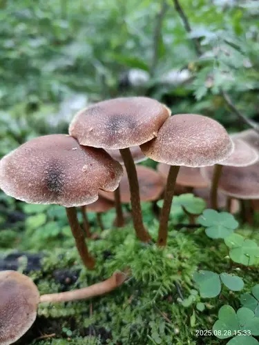 Ringed Twiglet (Tubaria confragosa), photo