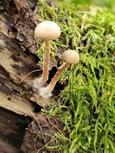 Felted Twiglet (Tubaria conspersa), photo