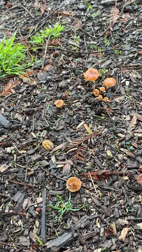 Scurfy Twiglet (Tubaria furfuracea), photo