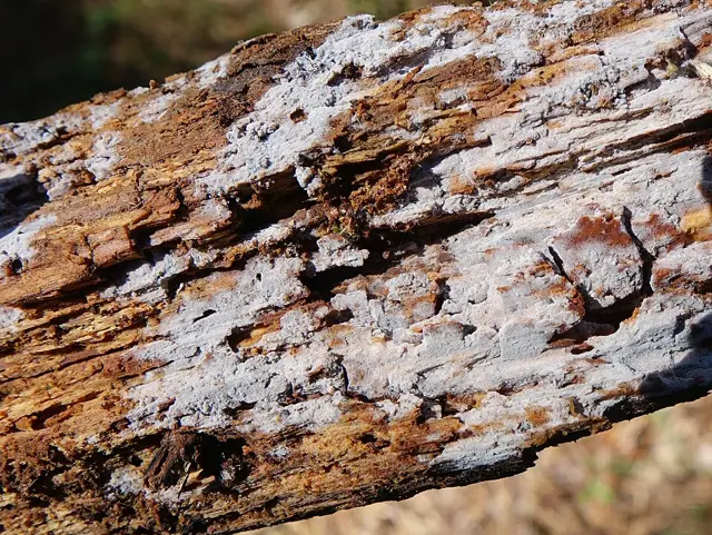 Tubulicrinis glebulosus (Tubulicrinis glebulosus), photo