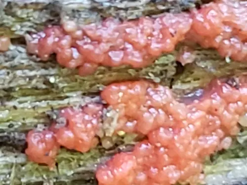 Tulasnella aurantiaca (Tulasnella aurantiaca), photo