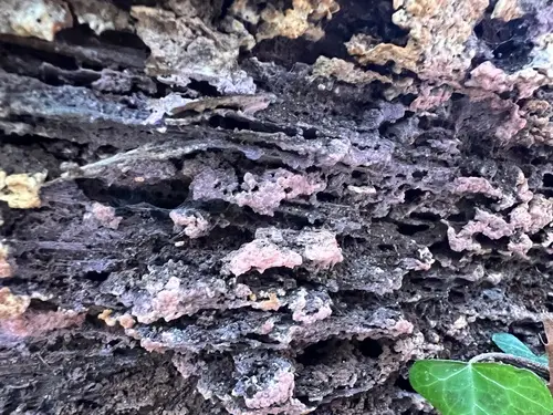 Tulasnella violea (Tulasnella violea), photo