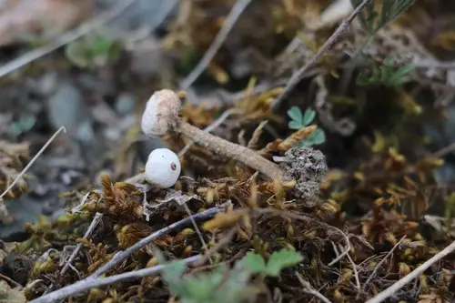 Winter Stalk Puffball (Tulostoma brumale), photo
