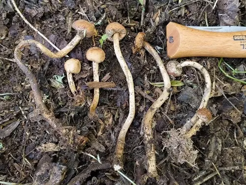 Tulostoma simulans (Tulostoma simulans), photo