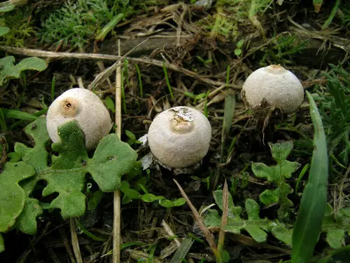 Tulostoma striatum (Tulostoma striatum), photo
