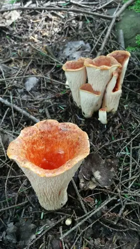 Scaly Chanterelle (Turbinellus floccosus), photo