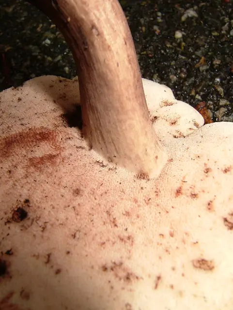 Black Velvet Bolete (Tylopilus alboater), photo