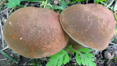 Beveled-Cap Bolete (Tylopilus badiceps), photo