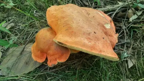 Burnt-Orange Bolete (Tylopilus balloui), photo