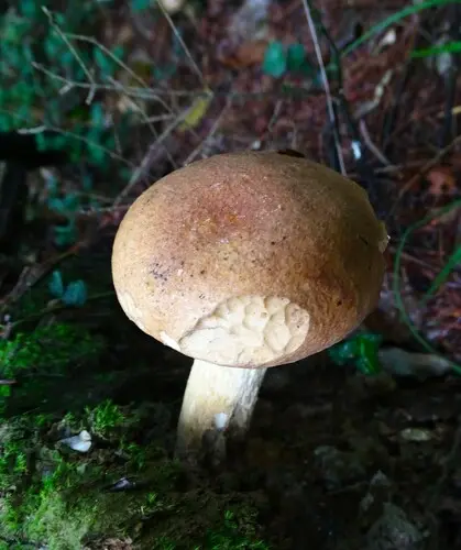 Bitter Bolete (Tylopilus felleus), photo