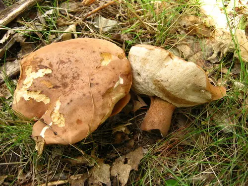Tylopilus ferrugineus (Tylopilus ferrugineus), photo