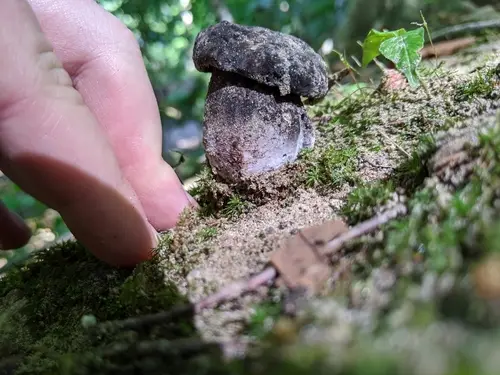 Grayflesh Tylopilus (Tylopilus griseocarneus), photo