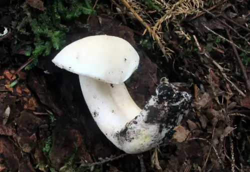 Tylopilus intermedius (Tylopilus intermedius), photo