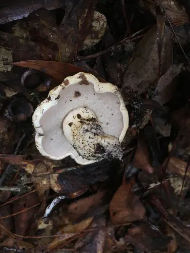Tylopilus peralbidus (Tylopilus peralbidus), photo