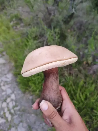 Violet Gray Bolete (Tylopilus plumbeoviolaceus), photo