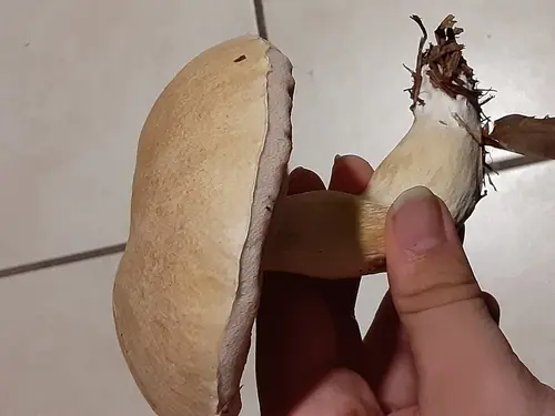 Pale Bitter Bolete (Tylopilus rhoadsiae), photo