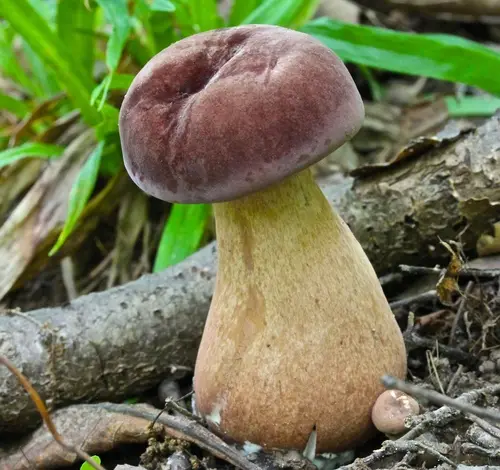 Reddish Brown Bitter Bolete (Tylopilus rubrobrunneus), photo
