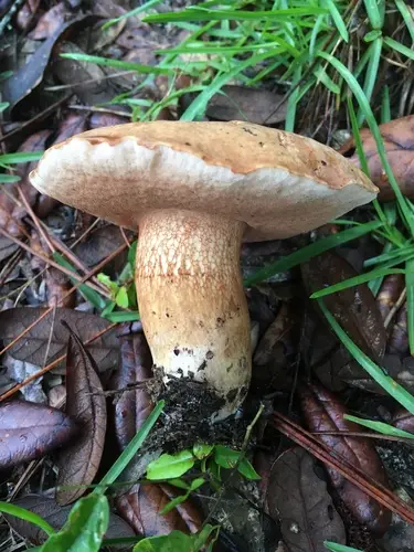 Tylopilus tabacinus (Tylopilus tabacinus), photo
