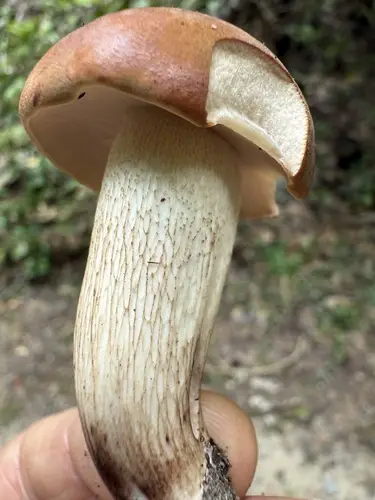 Brown-Net Bolete (Tylopilus variobrunneus), photo