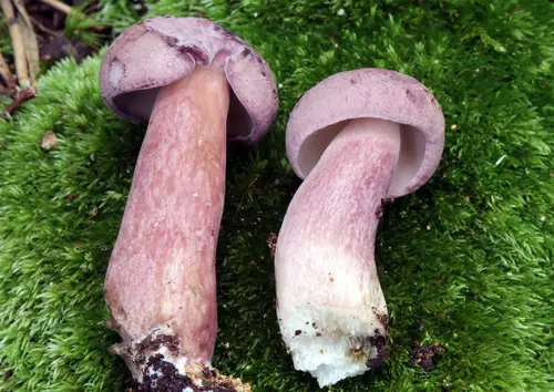 Violet-Gray Bolete (Tylopilus violatinctus), photo