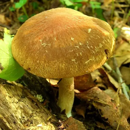 Wrinkled Psathyrella (Typhrasa gossypina), photo