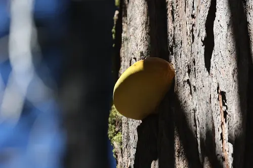 Incense Cedar Conk (Tyromyces amarus), photo