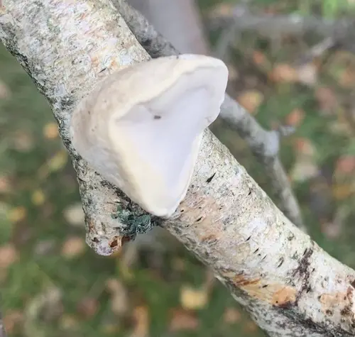White Cheese Polypore (Tyromyces chioneus), photo