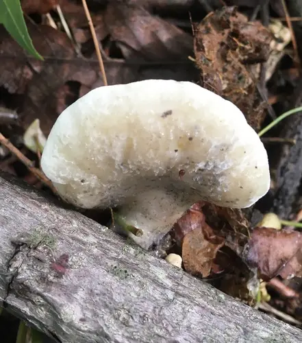 Tyromyces fumidiceps (Tyromyces fumidiceps), photo