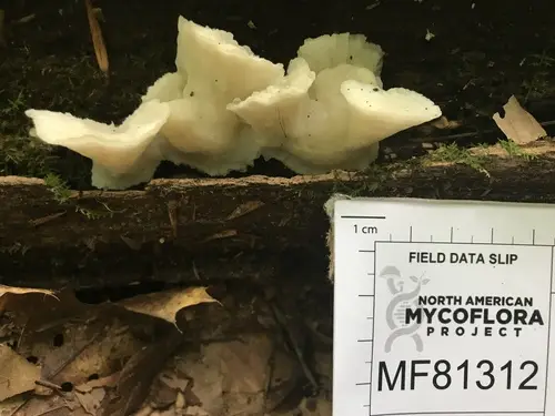 Tyromyces galactinus (Tyromyces galactinus), photo