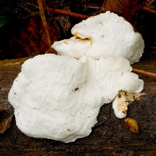Tyromyces lacteus (Tyromyces lacteus), photo