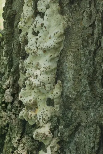 Vanderbylia robiniophila (Vanderbylia robiniophila), photo