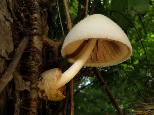 Silky Rosegill (Volvariella bombycina), photo