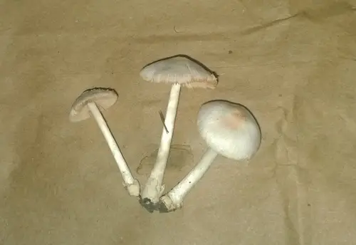 Volvariella pusilla (Volvariella pusilla), photo