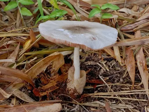 Paddy Straw Mushroom (Volvariella volvacea), photo
