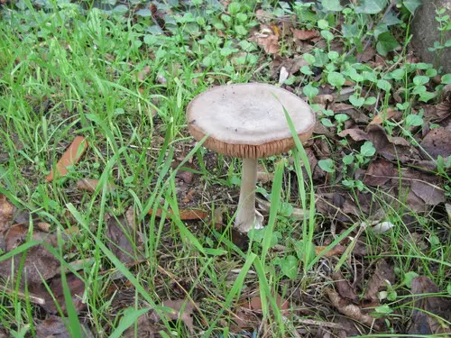 Big Sheath Mushroom (Volvopluteus gloiocephalus), photo