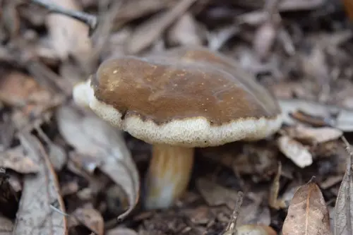 Spotted Bolete (Xanthoconium affine), photo
