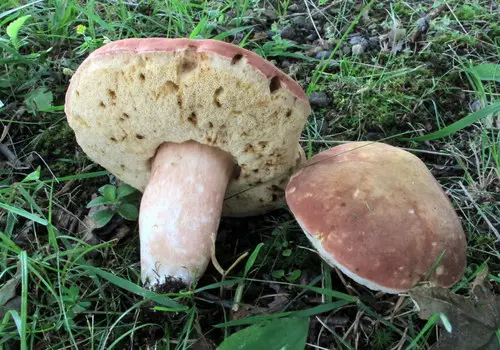 Xanthoconium purpureum (Xanthoconium purpureum), photo