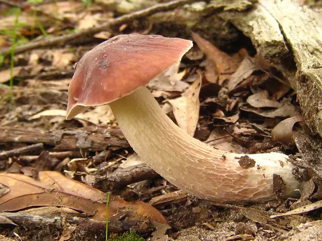 Separated-Tubes Bolete (Xanthoconium separans), photo