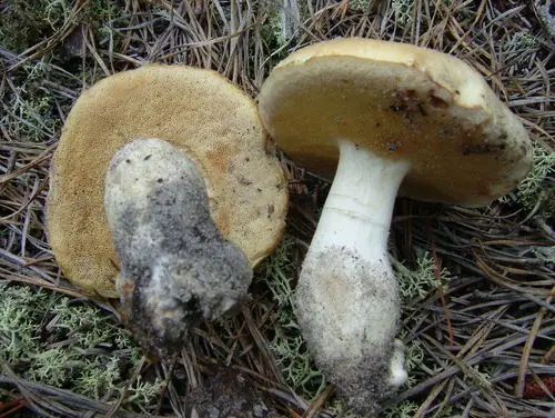 Xanthoconium stramineum (Xanthoconium stramineum), photo