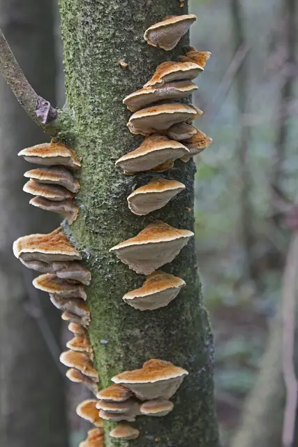Alder Bracket (Xanthoporia radiata), photo