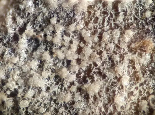 Xenasma tulasnelloideum (Xenasma tulasnelloideum), photo