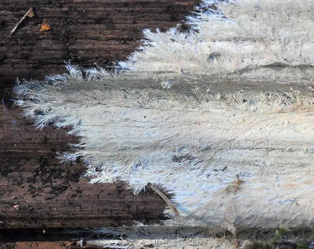 Xenasmatella christiansenii (Xenasmatella christiansenii), photo