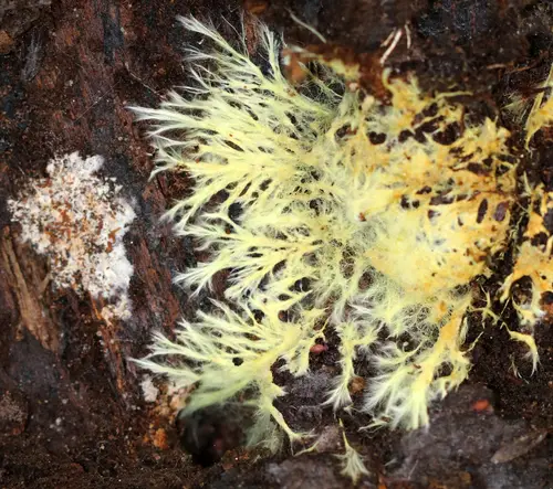 Yellow Cobweb (Xenasmatella vaga), photo
