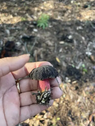 Deep Purple Bolete (Xerocomellus atropurpureus), photo