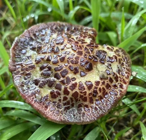 Red Cracking Bolete (Xerocomellus chrysenteron), photo