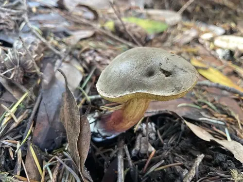 Cracked-Cap Bolete (Xerocomellus diffractus), photo