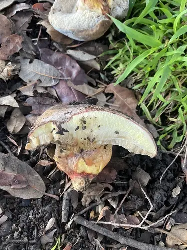 Oak-Loving Bolete (Xerocomellus dryophilus), photo