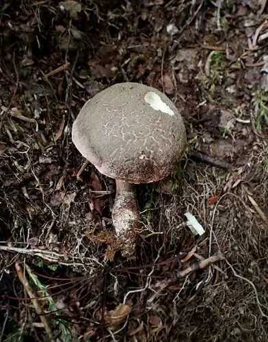 Xerocomellus intermedius (Xerocomellus intermedius), photo