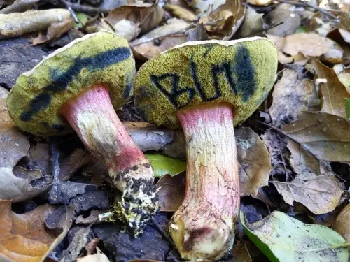 Xerocomellus mendocinensis (Xerocomellus mendocinensis), photo